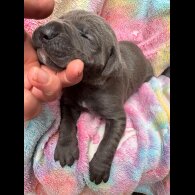 Cane Corso - Both
