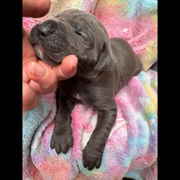 Cane Corso - Both