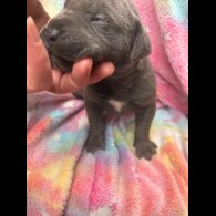 Cane Corso - Both