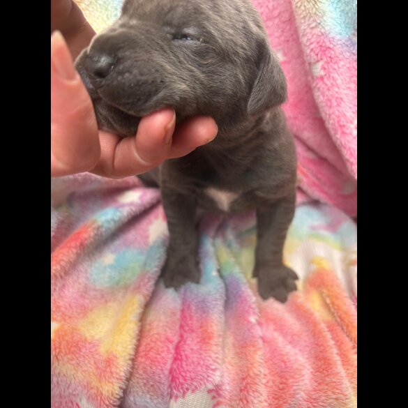 Cane Corso - Both