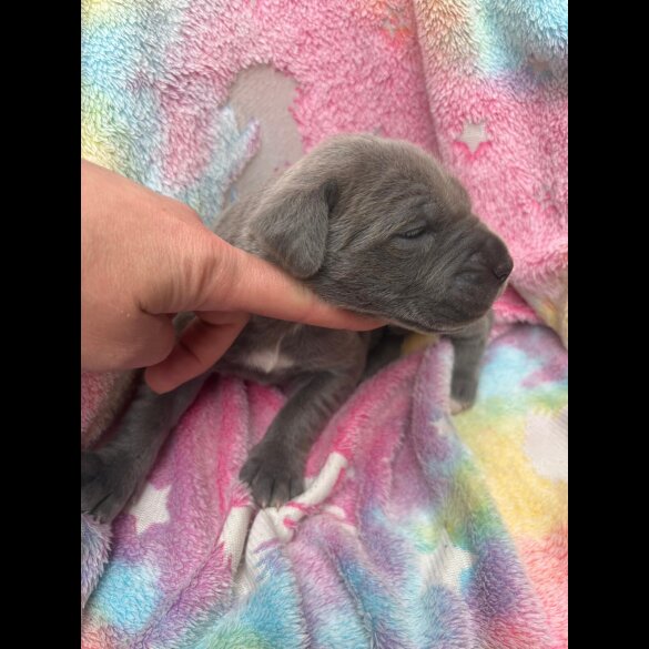 Cane Corso - Both