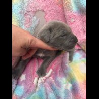 Cane Corso - Both