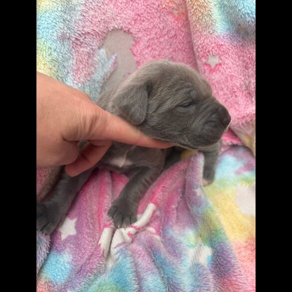 Cane Corso - Both
