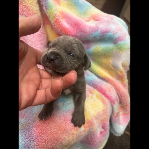 Cane Corso - Both