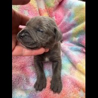 Cane Corso - Both