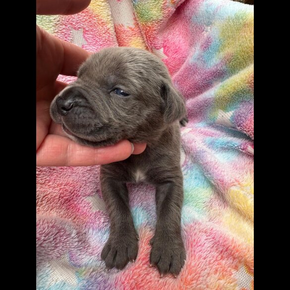 Cane Corso - Both