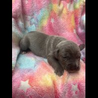 Cane Corso - Both