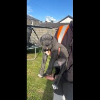 Cane Corso - Both