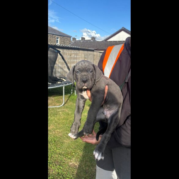 Cane Corso - Both
