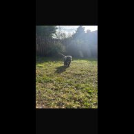 Cane Corso - Both