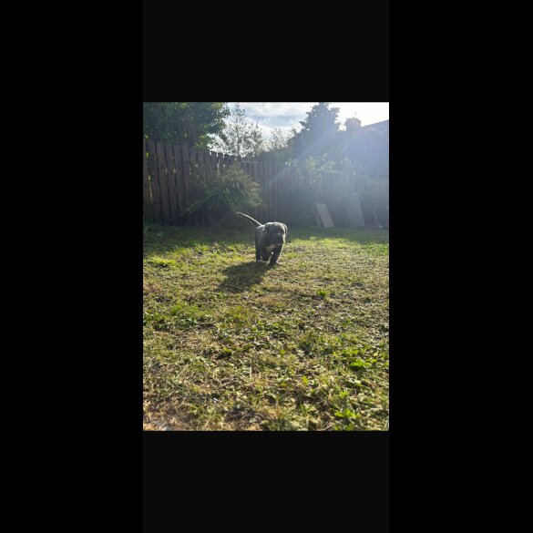 Cane Corso - Both