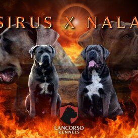 Cane Corso - Both