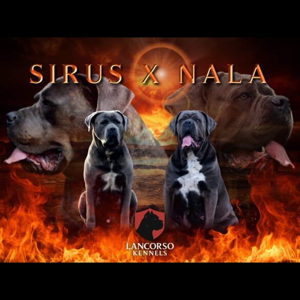 Cane Corso - Both