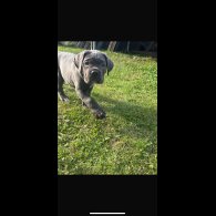 Cane Corso - Both