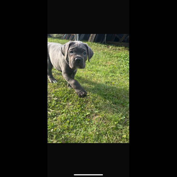 Cane Corso - Both