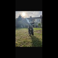 Cane Corso - Both