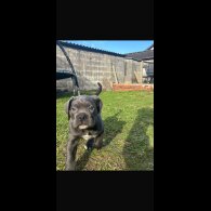 Cane Corso - Both