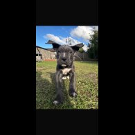 Cane Corso - Both