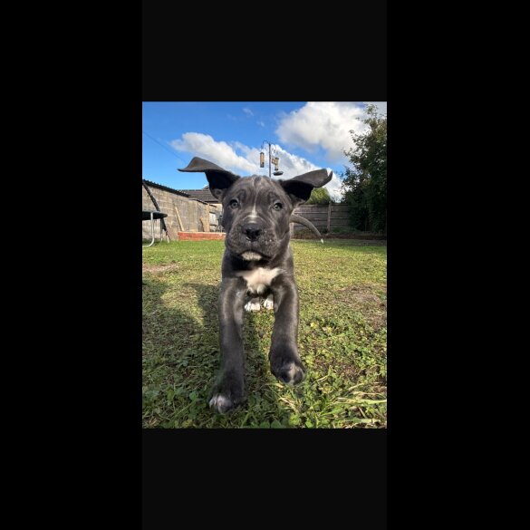 Cane Corso - Both