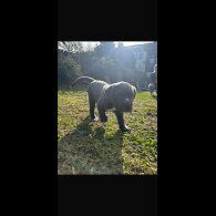 Cane Corso - Both