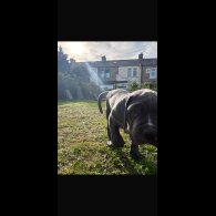 Cane Corso - Both
