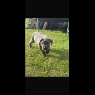 Cane Corso - Both
