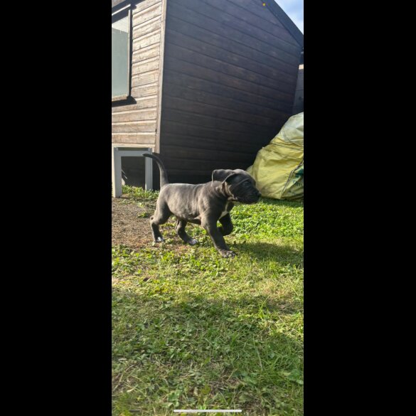 Cane Corso - Both