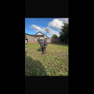 Cane Corso - Both