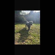 Cane Corso - Both