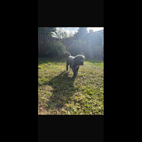 Cane Corso - Both
