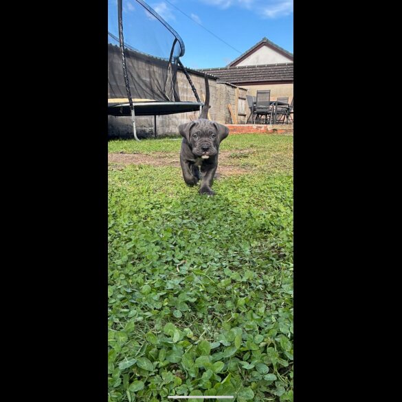 Cane Corso - Both