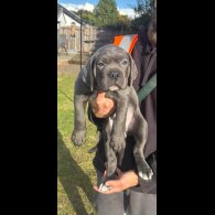 Cane Corso - Both