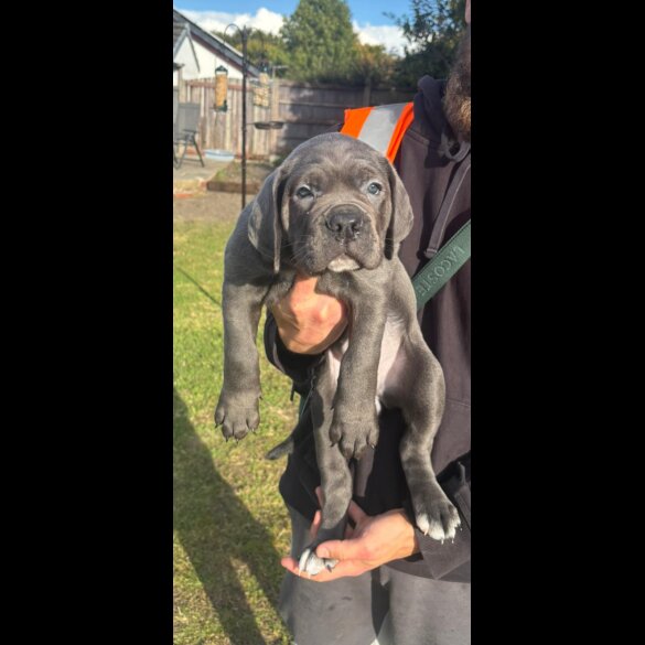 Cane Corso - Both