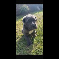 Cane Corso - Both