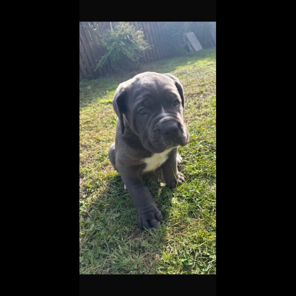 Cane Corso - Both