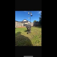 Cane Corso - Both