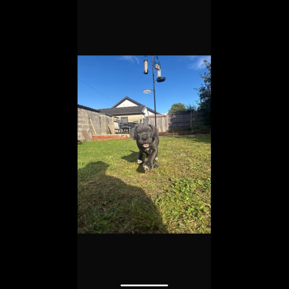 Cane Corso - Both
