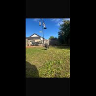Cane Corso - Both