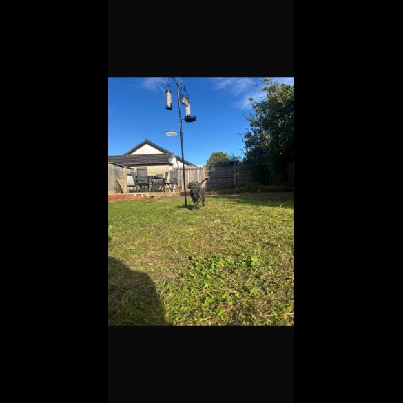 Cane Corso - Both