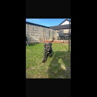 Cane Corso - Both
