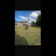 Cane Corso - Both