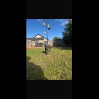 Cane Corso - Both