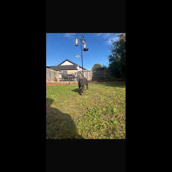 Cane Corso - Both