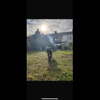 Cane Corso - Both