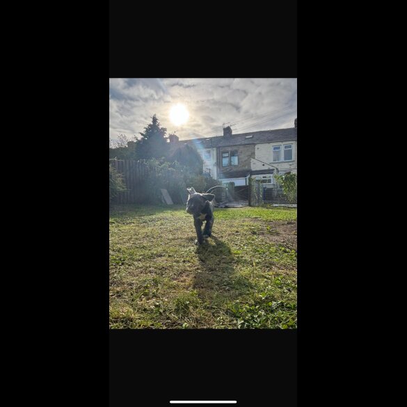 Cane Corso - Both