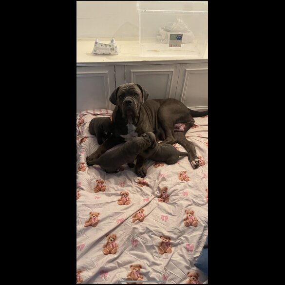 Cane Corso - Both