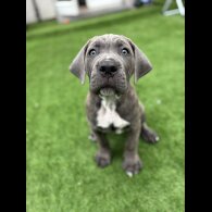 Cane Corso - Both