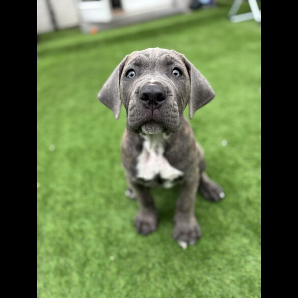 Cane Corso - Both