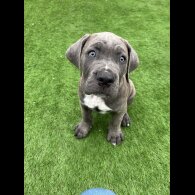 Cane Corso - Both