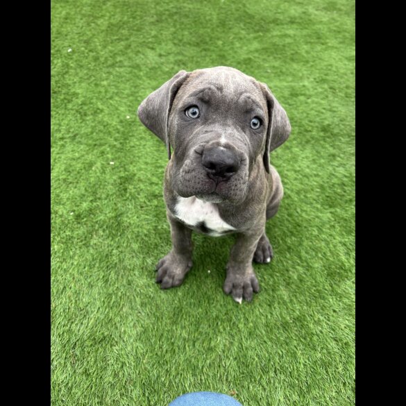 Cane Corso - Both